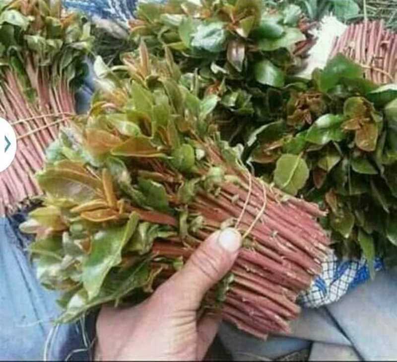 إب.. مليشيا الحوثي تضاعف الجبايات على بائعي القات في ذي السفال
