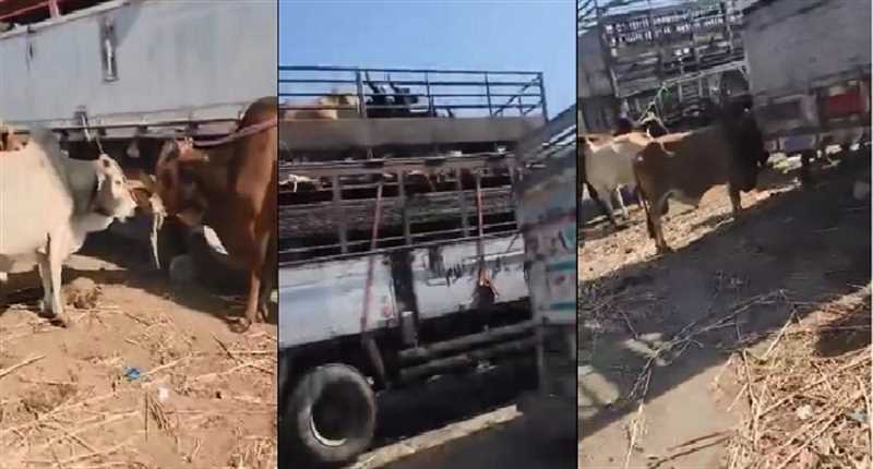 منظمة حقوقية تدين منع مليشيا الحوثي دخول المواشي إلى مناطق سيطرتها