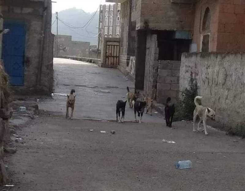 إصابة أطفال ونساء بعضات كلب مسعور في وراف وسط غياب اللقاحات