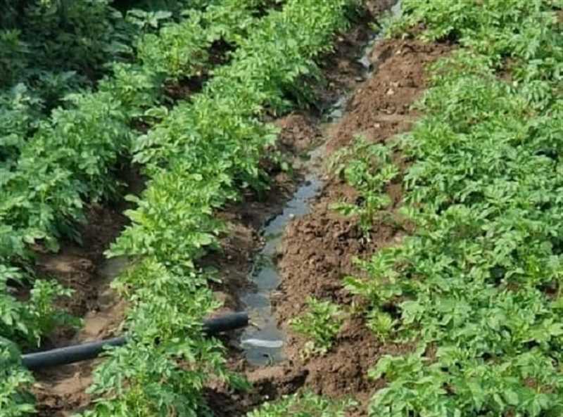 إب..مزارعون يسقون الخضروات بمياه الصرف الصحي في السحول في ظل غياب رقابة المليشيا