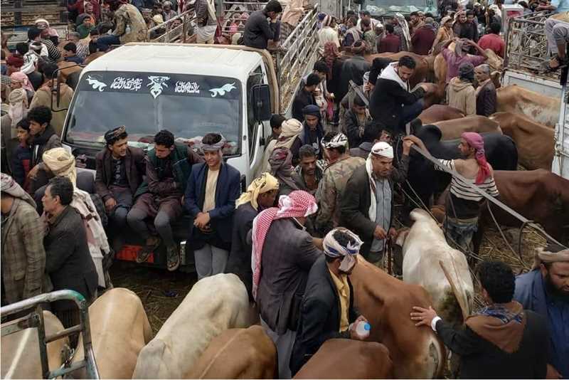إب..مليشيا الحوثي تنهب أضاحي قدمتها جمعية قطرية للفقراء 