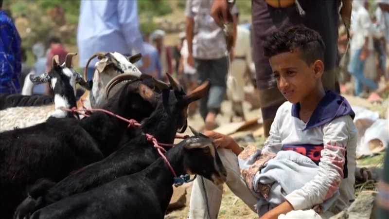 إب.. عزوف السكان عن شراء الأضاحي بسبب ارتفاع أسعارها