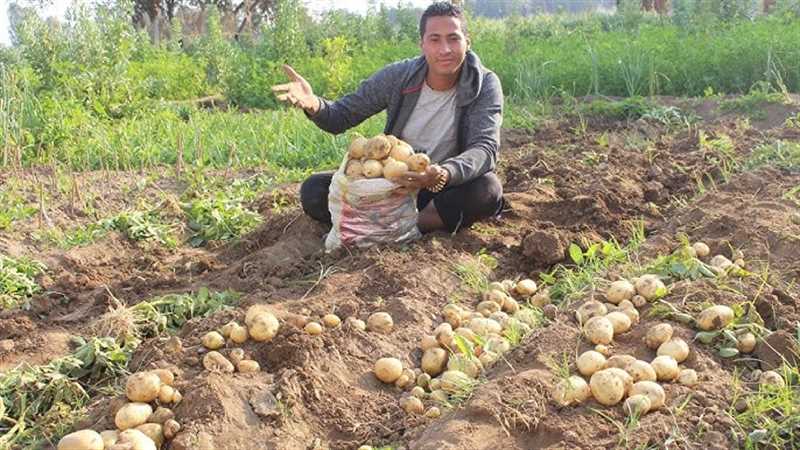 إب.. مليشيا الحوثي الإرهابية تفرض جبايات جديدة على مزارعي البطاط 